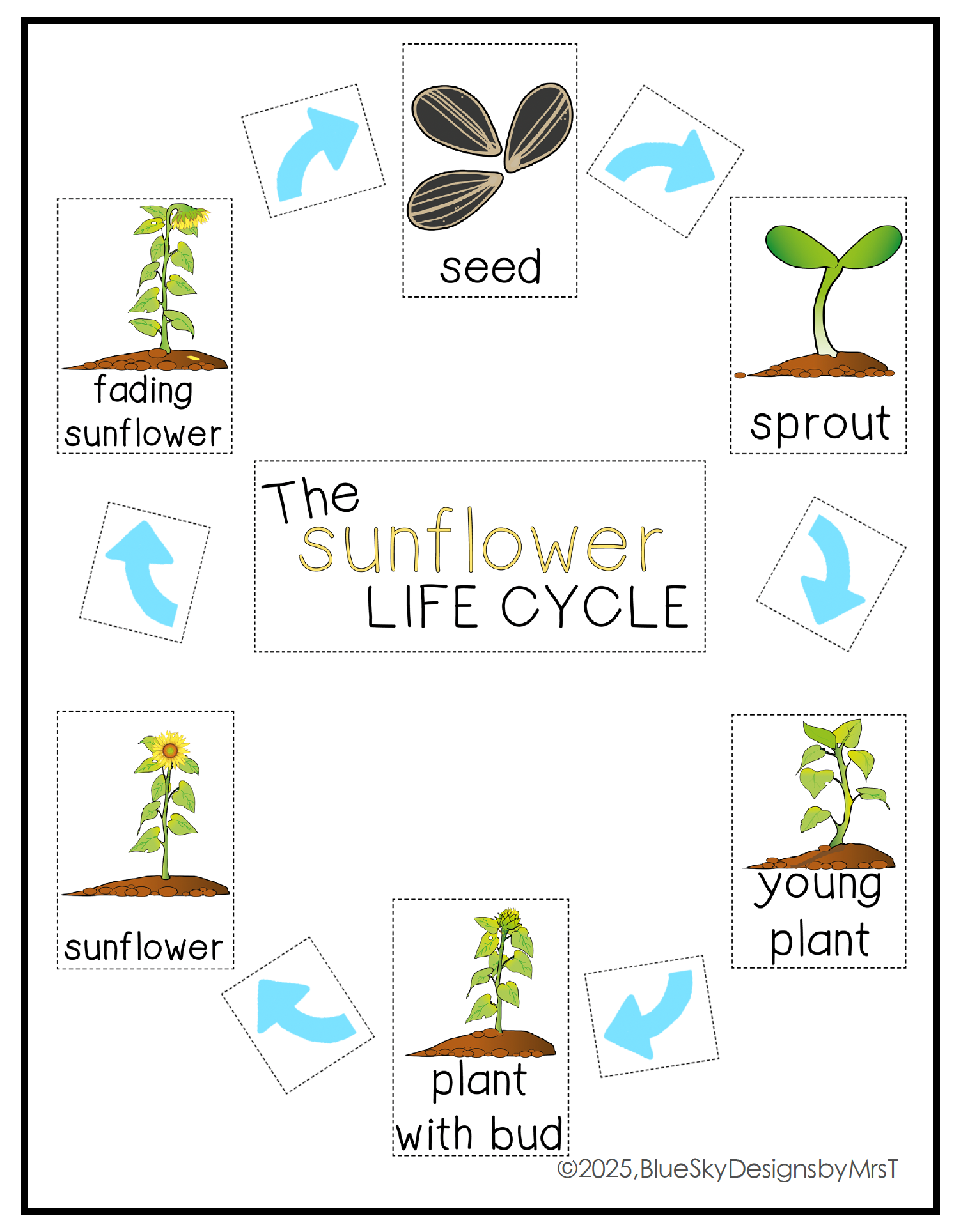 Sunflower Plant Life Cycle Anchor Chart