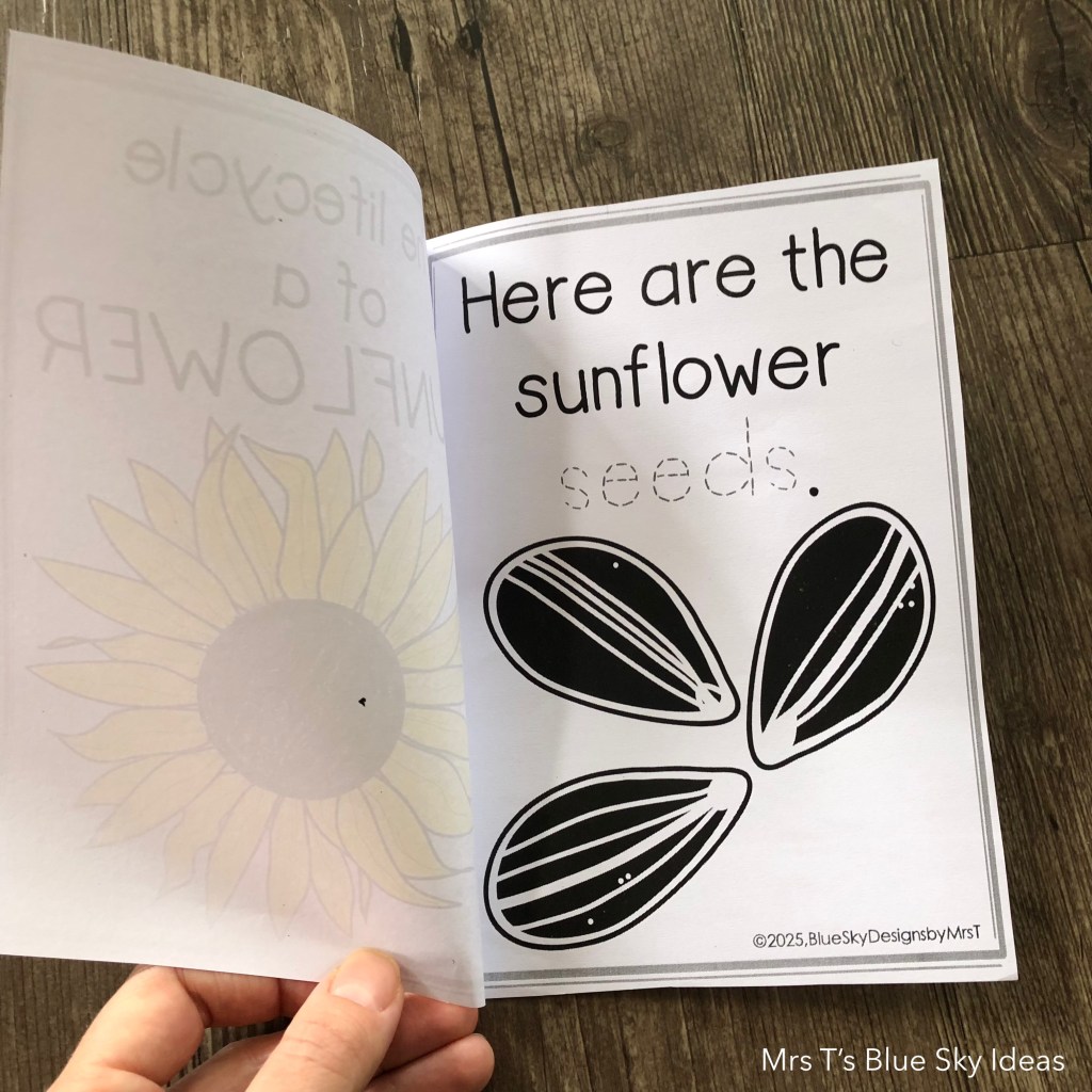 Sunflower Plant Life Cycle Booklet