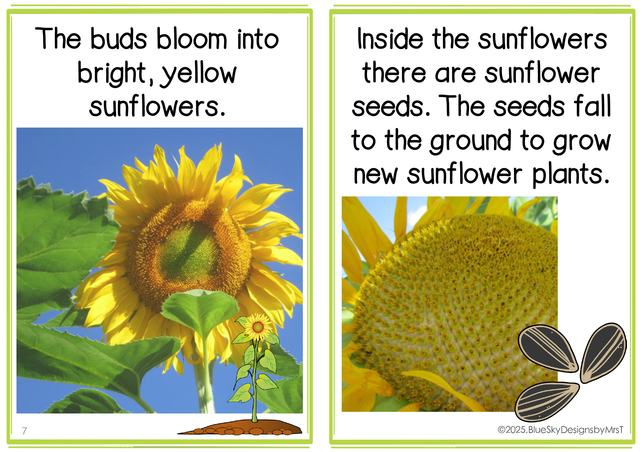 Sunflower Plant Life Cycle Booklet