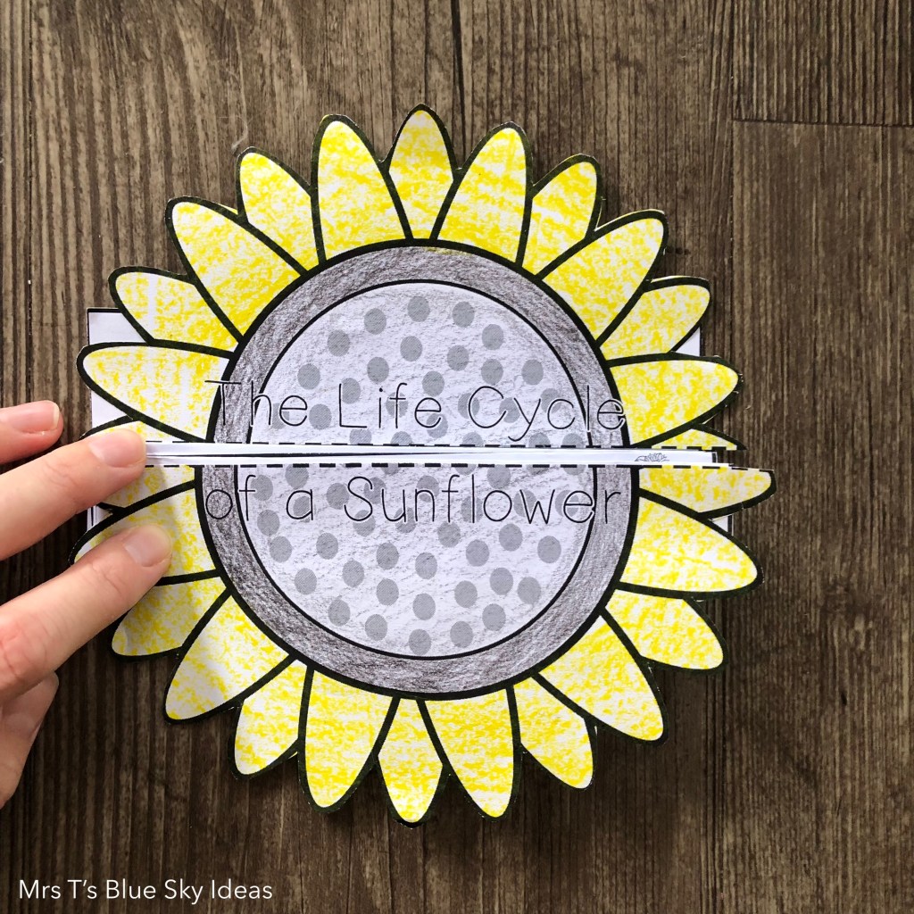 Sunflower Plant Life Cycle Craft Activity
