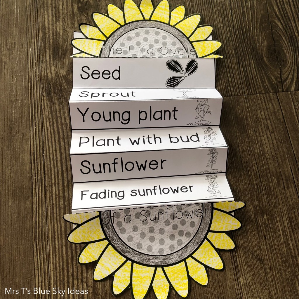Sunflower Plant Life Cycle Craft Activity