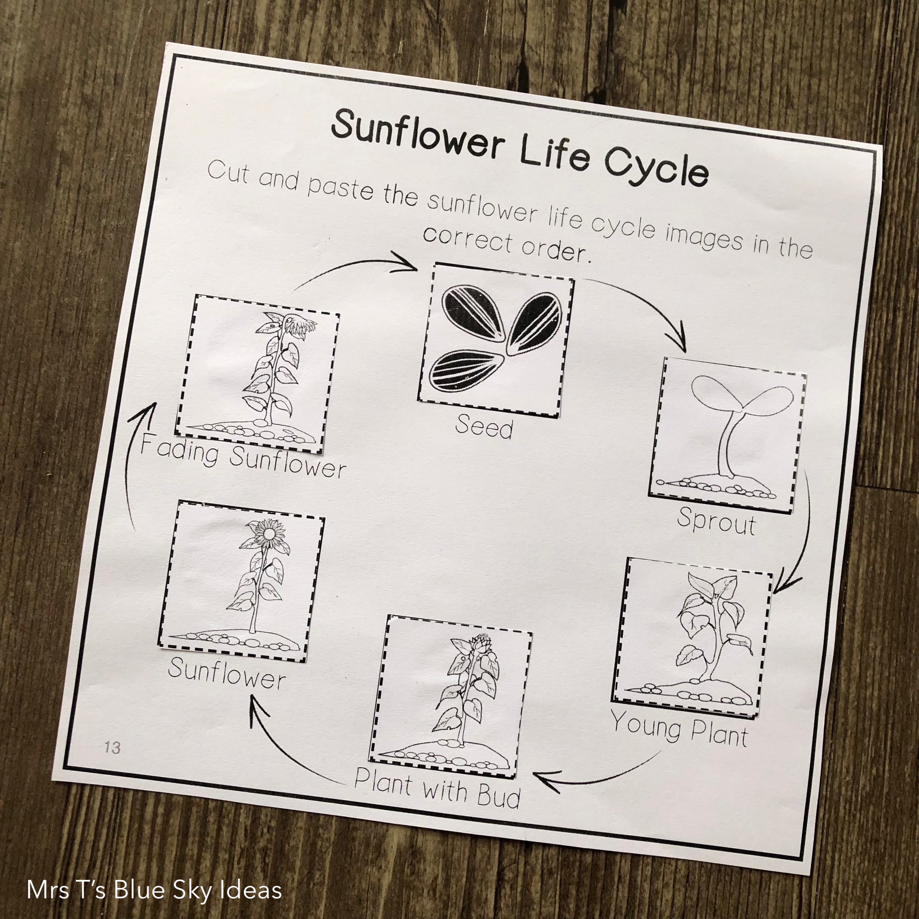 Sunflower Plant Life Cycle Activity Worksheet