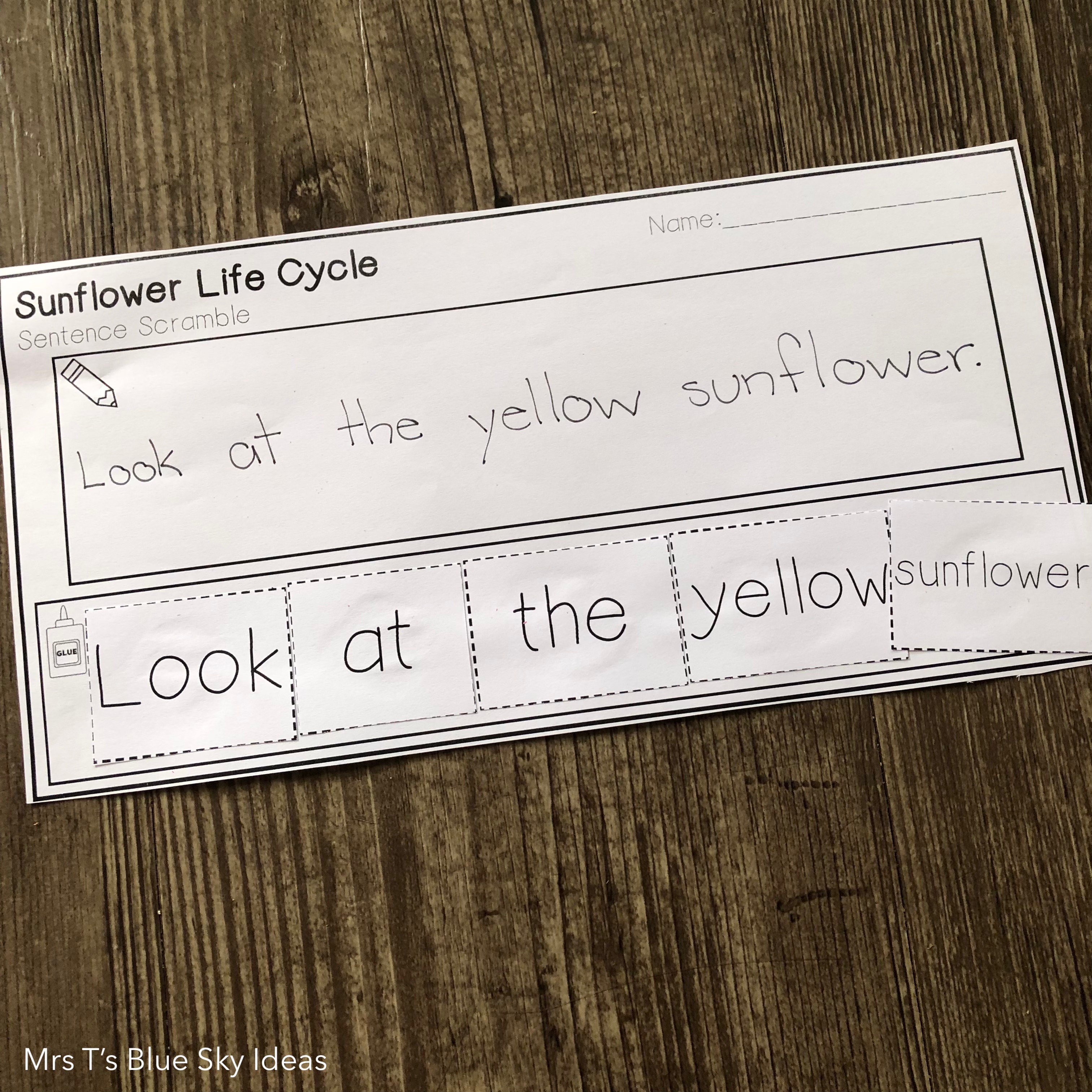 Sunflower Plant Sentence Scramble Activity